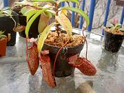 Nepenthes ventricosa 'red' x pectinata 4